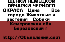 ЩЕНКИ НЕМЕЦКОЙ ОВЧАРКИ ЧЕРНОГО ОКРАСА › Цена ­ 1 - Все города Животные и растения » Собаки   . Кемеровская обл.,Березовский г.